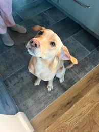 UPDATE- Owner was contacted and they were picked up. Apparently the flood  damaged their fence. These 2 are wandering around maggies galley seafood  restaurant right now. We are trying to hold them