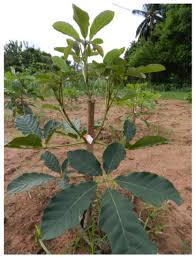 Image result for Vitex doniana