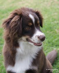 Toy australian puppy for sale. Nav Ah A 5 5 Month Old Red Tri Miniature American Shepherd Puppy Aka Mini Aussie From Johannesburg Sou Berger Australien Toutous Australian Shepherd Red Tri