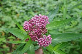 Image result for Asclepias schumanniana