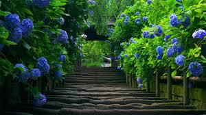 4k Ultra Hd Nature Wallpapers 467503 Hd Nature Wallpapers Flower Desktop Wallpaper Green Nature