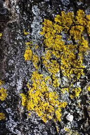 Symbiotic means that they live closely together and help each other. Bark Of A Tree With A Beautiful Pattern From A Yellow Fungus Stock Photo Picture And Royalty Free Image Image 99980734