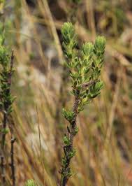 Image result for Anthospermum whyteanum