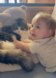 Lost pet around Napier Street?