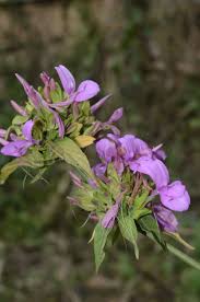 Image result for Dicliptera transvaalensis