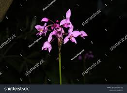 Image result for Calanthe sylvatica