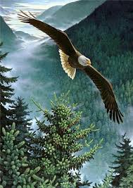 Wonderful Pictures From Eagle Images Pet Birds Eagles
