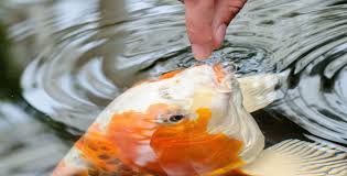 Für weitere bedeutungen siehe laich (begriffsklärung). Futterung Teichfische Darauf Musst Du Achten Kolle Zoo