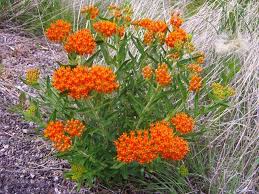 Pin By Mercado De Jamaica On Landscaping Inspirations Asclepias Tuberosa Plants Asclepias