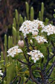 Image result for Gnidia