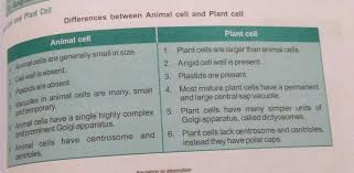 Check spelling or type a new query. Differentiate Between A Plant Cell And Animal Cell B Prokaryotic Cell And Eukaryotic Cell Brainly In