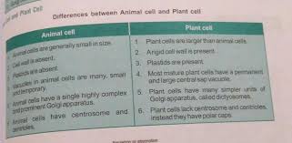 But eukaryotic cells consist of a true nucleus enclosed by two membranes. Differentiate Between A Plant Cell And Animal Cell B Prokaryotic Cell And Eukaryotic Cell Brainly In