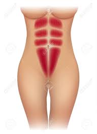 It also laterally flexes and rotates the vertebral column. Female Abdominal Muscles Beautiful Fit Body Isolated On A White Background Royalty Free Cliparts Vectors And Stock Illustration Image 111940954