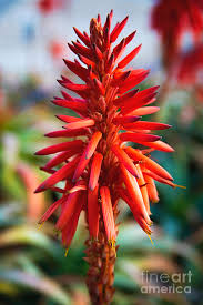 Image result for Aloe arborescens