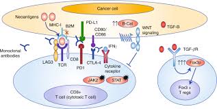 Your doctor will use a colonoscope (flexible tube with a camera on the end) to see the inside of your colon on a video monitor. Immune Checkpoint Inhibitors For The Treatment Of Msi H Mmr D Colorectal Cancer And A Perspective On Resistance Mechanisms British Journal Of Cancer