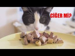 Sinirlenince Homurdanan Psikopat Kedi Youtube