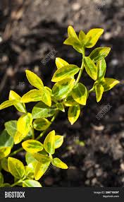 This shrub will require occasional maintenance and upkeep, and can be pruned at anytime. Branch Euonymus Image Photo Free Trial Bigstock