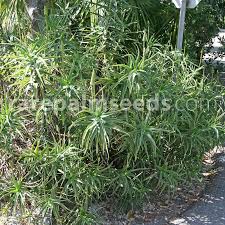 Aloe vera is the typical desert plant, they can go days without water. Aloe Striatula Hardy Aloe Buy Seeds At Rarepalmseeds Com