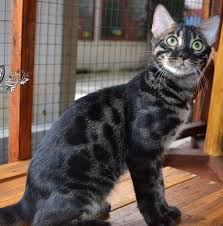 Kucing bengal merupakan kucing yang masuk dalam jenis kucing hutan, bisa dibilang kucing ini memiliki sifat dasar yang liar atau susah diatur. Tiga Perkara Perlu Diketahui Sebelum Bercita Cita Memelihara Kucing Bengal Astro Awani