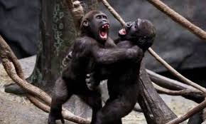 Image result for memes monkeys fighting banana
