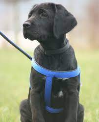 Maybe you would like to learn more about one of these? Why Your Labrador Puppy Needs A Harness
