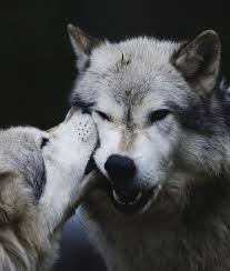 Real Wolf Love Tag Your Lover And Be Sure To Rate This 1 10 Follo Animals Animal Totems Wolf Love