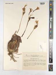 Image result for Sarcophrynium schweinfurthianum