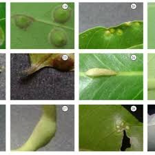 Image result for Pseudocalyx saccatus