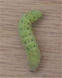 There are numerous species of cutworms, each affecting certain parts of plants in if they are partly grown larvae, they will be particularly destructive when they emerge since they are hungry and ready to eat when the garden or. Cutworms How To Identify And Get Rid Of Them Essential Home And Garden