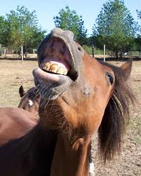 Gift horse in the mouth. Sweet Americana Sweethearts Don T Look A Gift Horse In The Mouth