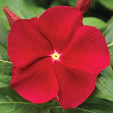 Cora Red Vinca Catharanthus Roseus Periwinkle Flowers Red Plants Beautiful Flowers