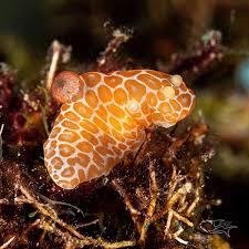 Image result for Gymnosporia gracilipes