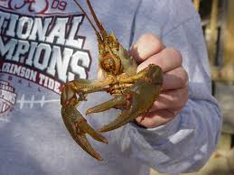 Check spelling or type a new query. Crawfish Farmers Find Good Harvests In Alabama This Is Alabama