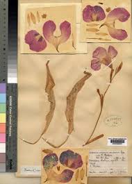 Image result for Siphonochilus kirkii - yellow-flowered form