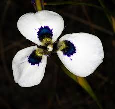 Image result for Moraea niassensis