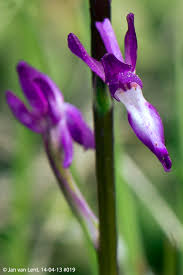 Image result for Chironia laxiflora