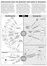 The Mycokey Mycelium Blog Fungal Identification Chart