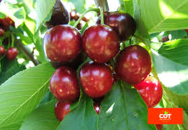 The best cherry tree to plant in arizona & the southwest usa. Frisco P V R Dalival