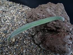 Image result for Eriospermum roseum