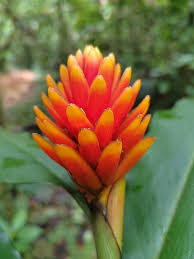 Image result for Renealmia