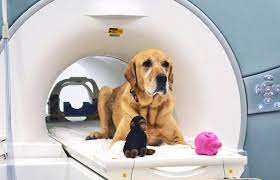 Do Dogs Understand The Words We Say To Them Futurity