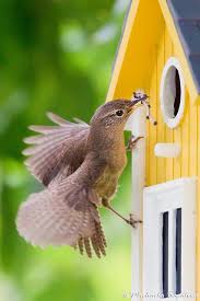 Nest Building 101 Kus Gozlemciligi Hayvanlar Kus