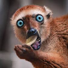 We offer customized tours to bali, indonesia and asia. Wild Planet On Instagram How Would You Caption This Lemur S Reaction Follow W1ldplanet For More Photography Di Be Bo Animals Animals Wild Animal Lover