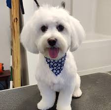 Sharon's Doggy Grooming