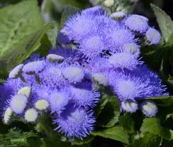 Image result for Ageratum houstonianum