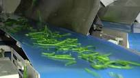 Green Beans Processing Packaging Line Process