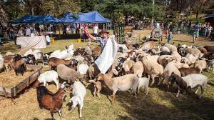 We found 13 results for mobile petting zoo in or near tampa, fl. Farmer Darryl