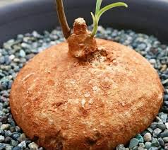 Image result for Raphionacme