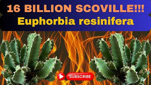 Image result for Euphorbia confinalis