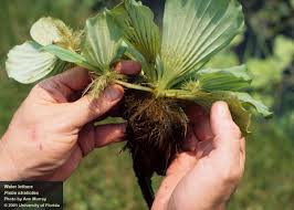 Image result for Pistia